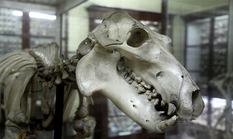 Sejarah Tentang Gua Tulang Belulang yang Tidak Bisa Dijelaskan